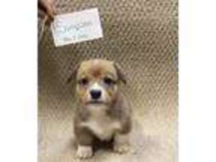 Pembroke Welsh Corgi Puppy for sale in Limestone, TN, USA