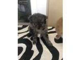 Pomeranian Puppy for sale in Calhoun, MO, USA