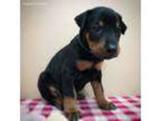 Doberman Pinscher Puppy for sale in Corunna, MI, USA