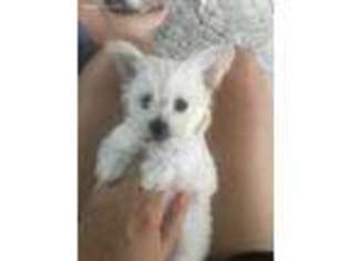 Maltese Puppy for sale in Sutton, MA, USA