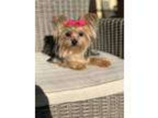 Yorkshire Terrier Puppy for sale in Cerritos, CA, USA