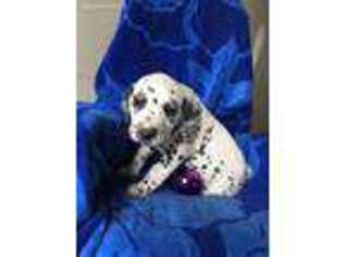 Dalmatian Puppy for sale in Columbia City, IN, USA