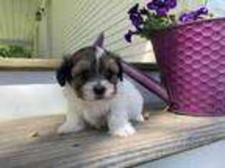 Mal-Shi Puppy for sale in Arthur, IL, USA