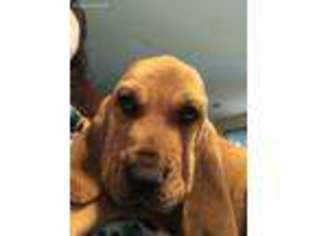 Bloodhound Puppy for sale in Guyton, GA, USA