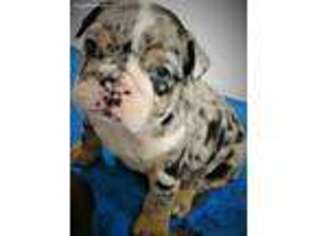 Bulldog Puppy for sale in Abilene, KS, USA