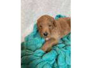 Goldendoodle Puppy for sale in Huntley, MT, USA