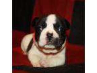 French Bulldog Puppy for sale in Starkville, MS, USA