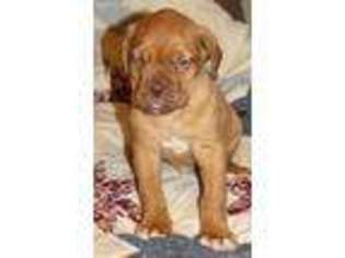 American Bull Dogue De Bordeaux Puppy for sale in Bridgeport, OH, USA