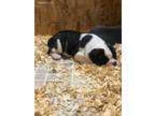 Olde English Bulldogge Puppy for sale in Greenwich, OH, USA