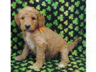 Goldendoodle Puppy for sale in Zanesville, OH, USA