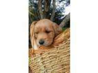 Golden Retriever Puppy for sale in Goldendale, WA, USA