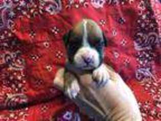 Boxer Puppy for sale in Pryor, OK, USA