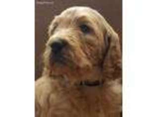 Goldendoodle Puppy for sale in Independence, OH, USA