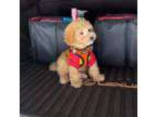 Mutt Puppy for sale in Garland, TX, USA