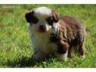 Miniature Australian Shepherd Puppy for sale in Hamlin, TX, USA