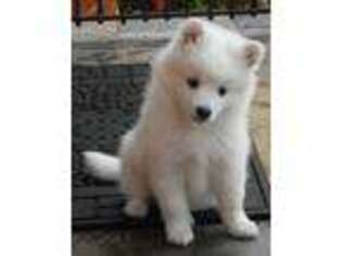 American Eskimo Dog Puppy for sale in Duncanville, TX, USA