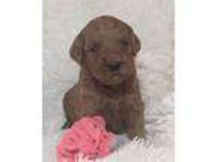 Goldendoodle Puppy for sale in Apple Creek, OH, USA
