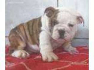 Bulldog Puppy for sale in Belle Center, OH, USA