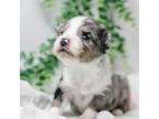 Miniature Australian Shepherd Puppy for sale in Caulfield, MO, USA