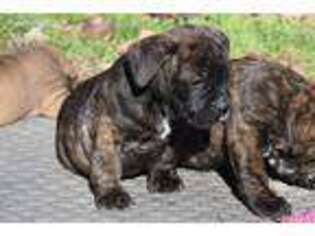 Boerboel Puppy for sale in Hanover, VA, USA