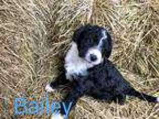 Border Collie Puppy for sale in Snohomish, WA, USA