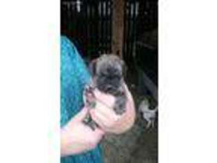 Frenchie Pug Puppy for sale in Richfield, PA, USA