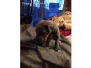 Great Dane Puppy for sale in Lewiston, ME, USA