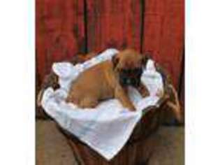Boxer Puppy for sale in Salisbury, PA, USA