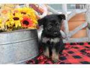 German Shepherd Dog Puppy for sale in Easton, KS, USA