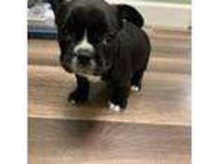 French Bulldog Puppy for sale in Huntington, WV, USA