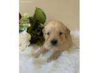 Golden Retriever Puppy for sale in Annville, KY, USA
