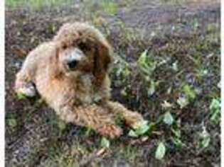 Goldendoodle Puppy for sale in Pittsfield, NH, USA