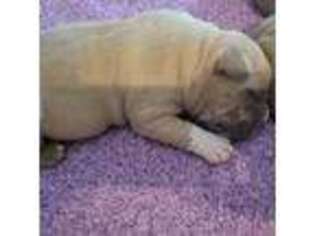Buggs Puppy for sale in Fitzgerald, GA, USA