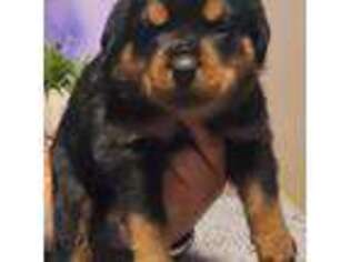 Rottweiler Puppy for sale in Riverview, FL, USA