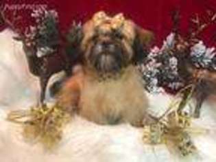 Mutt Puppy for sale in Gatlinburg, TN, USA