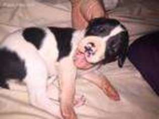 Great Dane Puppy for sale in Bryan, TX, USA