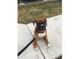 Boxer Puppy for sale in Lake In The Hills, IL, USA