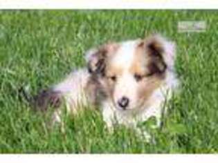 Collie Puppy for sale in Canton, OH, USA