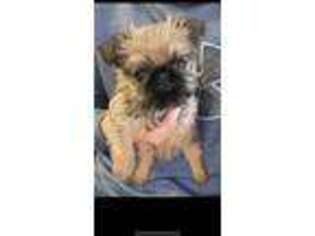 Brussels Griffon Puppy for sale in Osceola, IA, USA