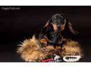Dachshund Puppy for sale in East Stroudsburg, PA, USA