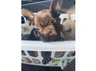 French Bulldog Puppy for sale in Montpelier, OH, USA