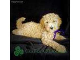 Mutt Puppy for sale in Beaumont, CA, USA