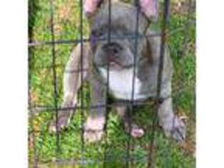 French Bulldog Puppy for sale in Gurdon, AR, USA