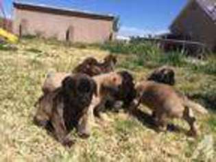 Mastiff Puppy for sale in BENSON, AZ, USA