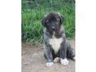 Anatolian Shepherd Puppy for sale in Hardyston, NJ, USA