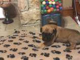 Mastiff Puppy for sale in Paducah, KY, USA