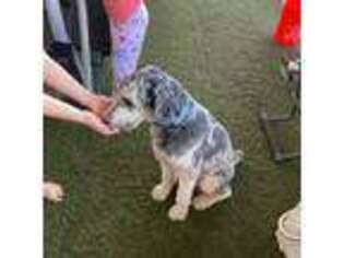 Mutt Puppy for sale in Cape Coral, FL, USA