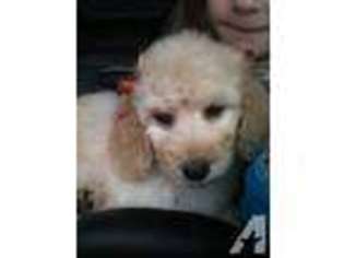 Goldendoodle Puppy for sale in CLARKSVILLE, AR, USA
