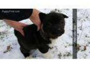 Akita Puppy for sale in Eau Claire, WI, USA
