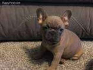 French Bulldog Puppy for sale in Fayetteville, NC, USA